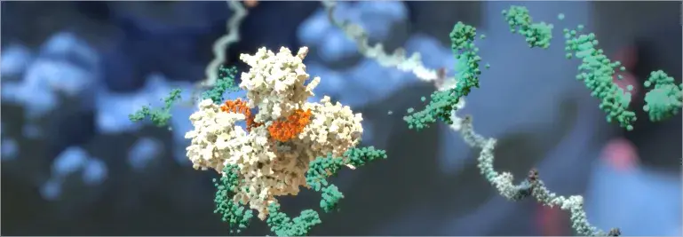 Degrading mRNA after cleaving by siRNA loaded RISC