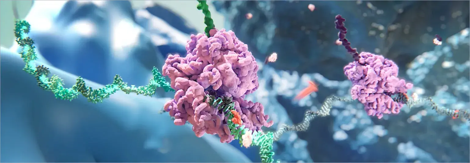 Ribosome making disease-causing protein with mRNA