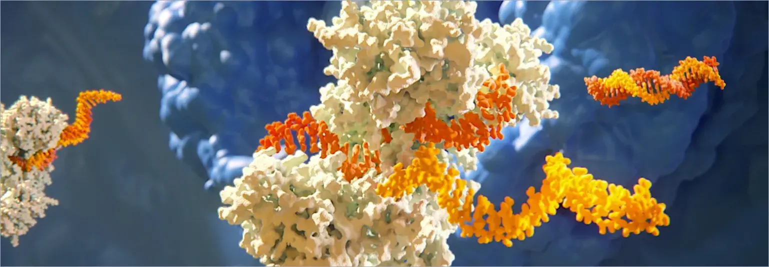 MOA of zilebesiran depicting siRNA loading into RISC