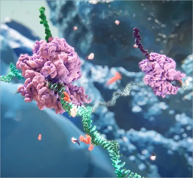 Ribosome making disease-causing protein with mRNA