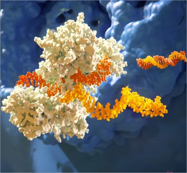 MOA of zilebesiran depicting siRNA loading into RISC