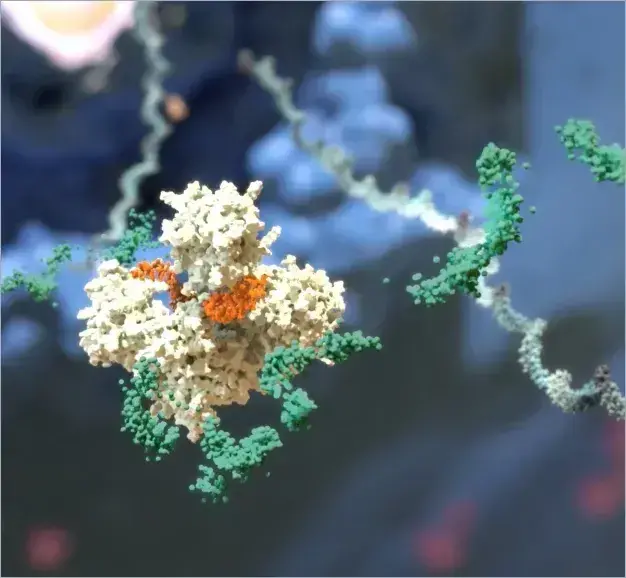 Degrading mRNA after cleaving by siRNA loaded RISC